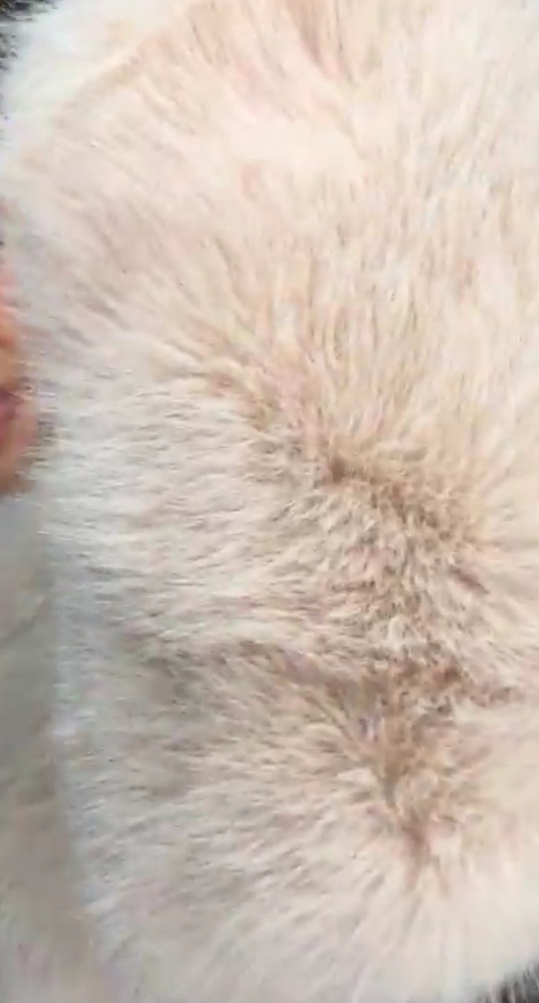 Abrigo beige fur ultra lujoso (#100)